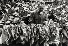 95148 Afbeelding van een werknemer, bezig met tabaksbladeren op een tabaksplantage te Rhenen.